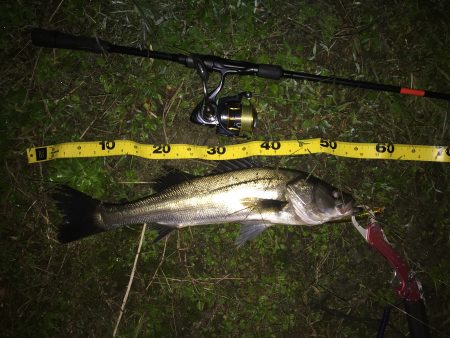 やっとシーバス